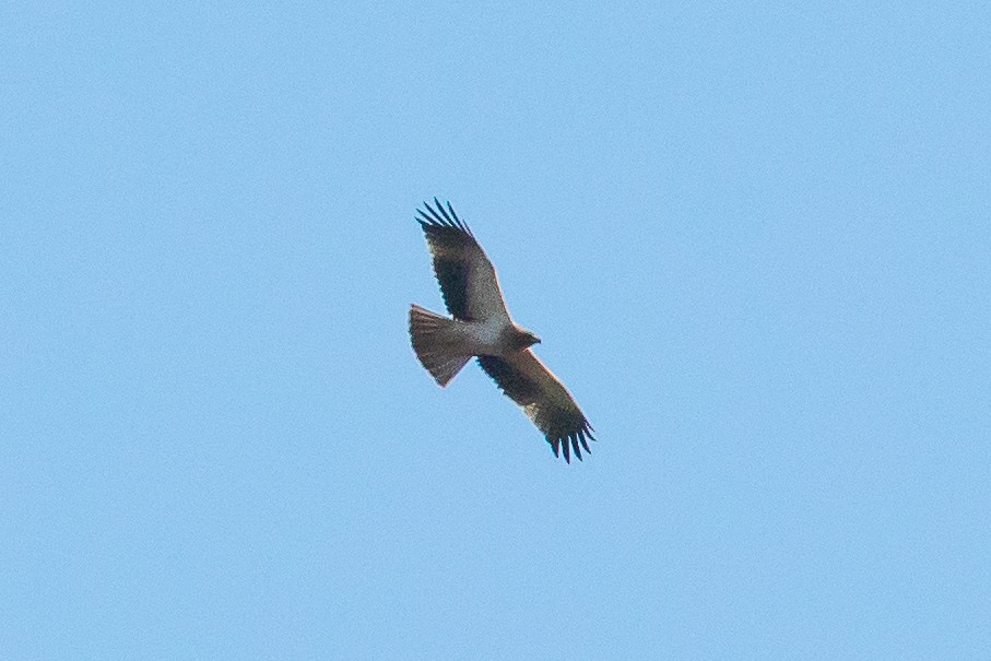 Booted Eagle - ML41181411