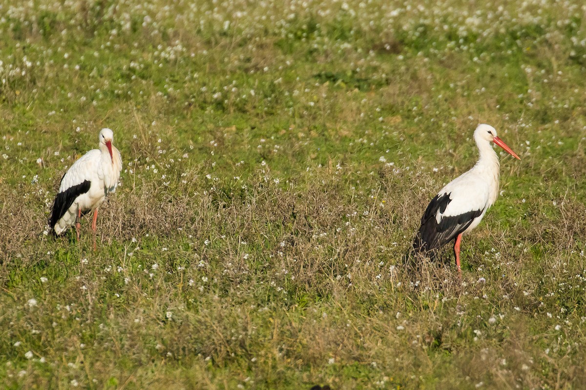 Cigogne blanche - ML41181421