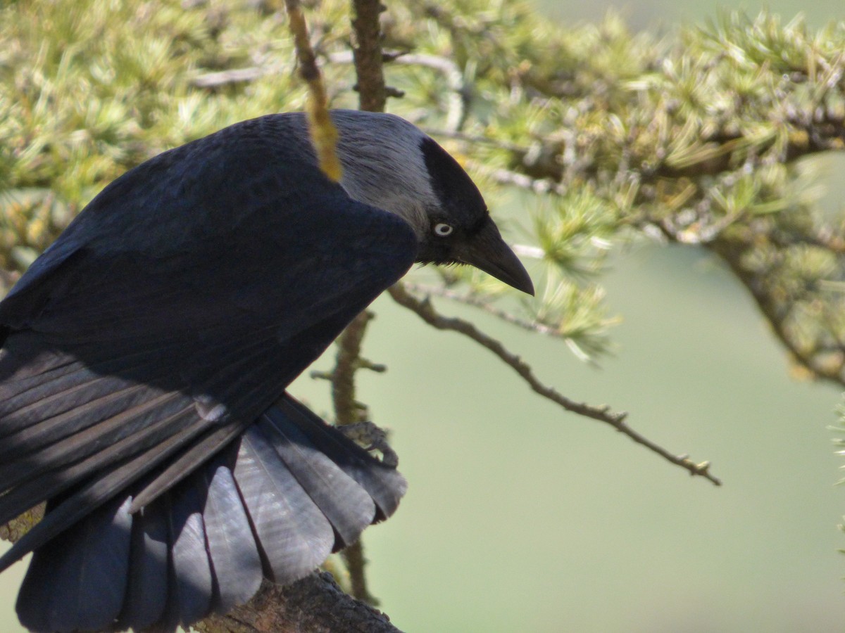 Eurasian Jackdaw - ML411814311