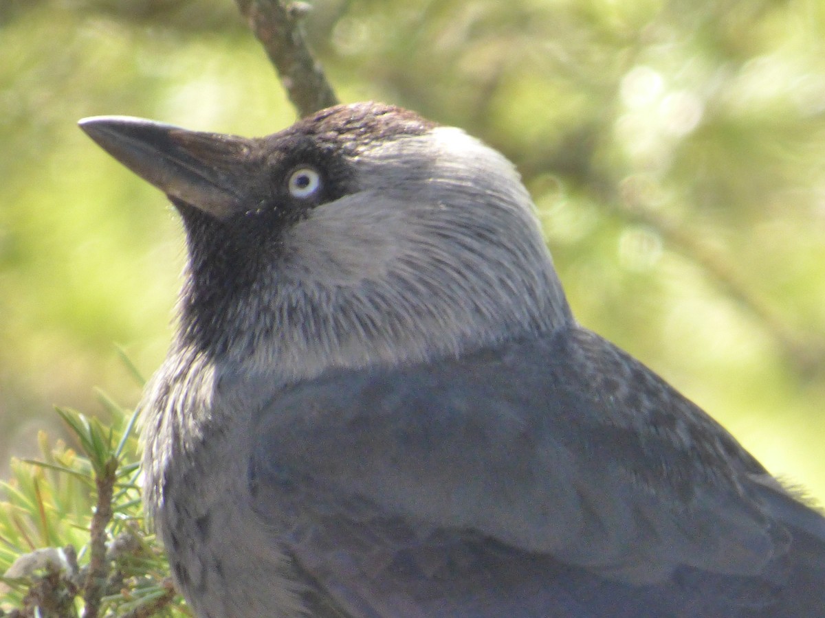 Eurasian Jackdaw - ML411814341