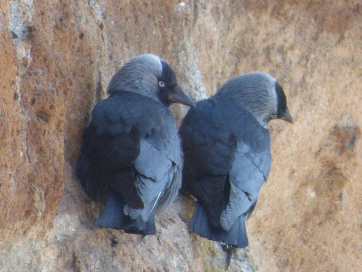 Eurasian Jackdaw - ML411814811