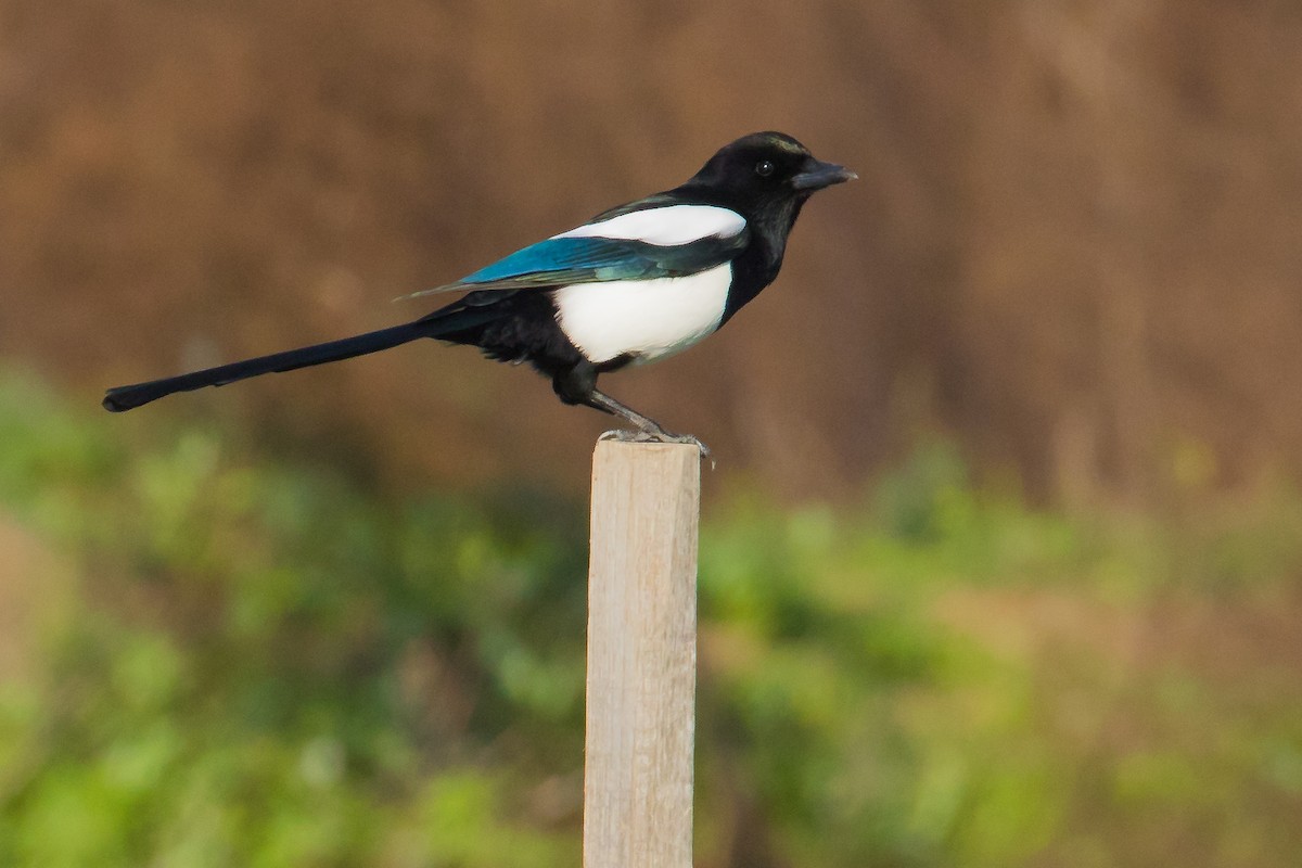 Eurasian Magpie - John Reynolds