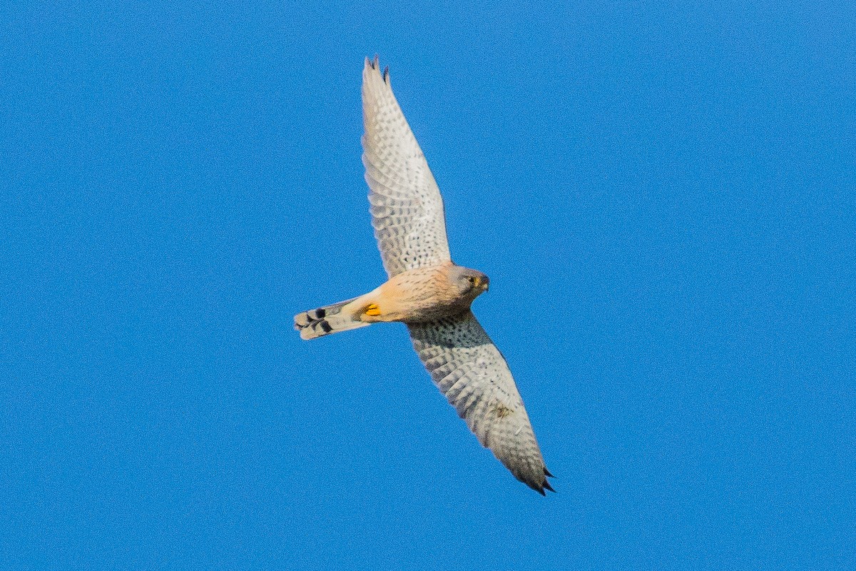 Eurasian Kestrel - ML41181521