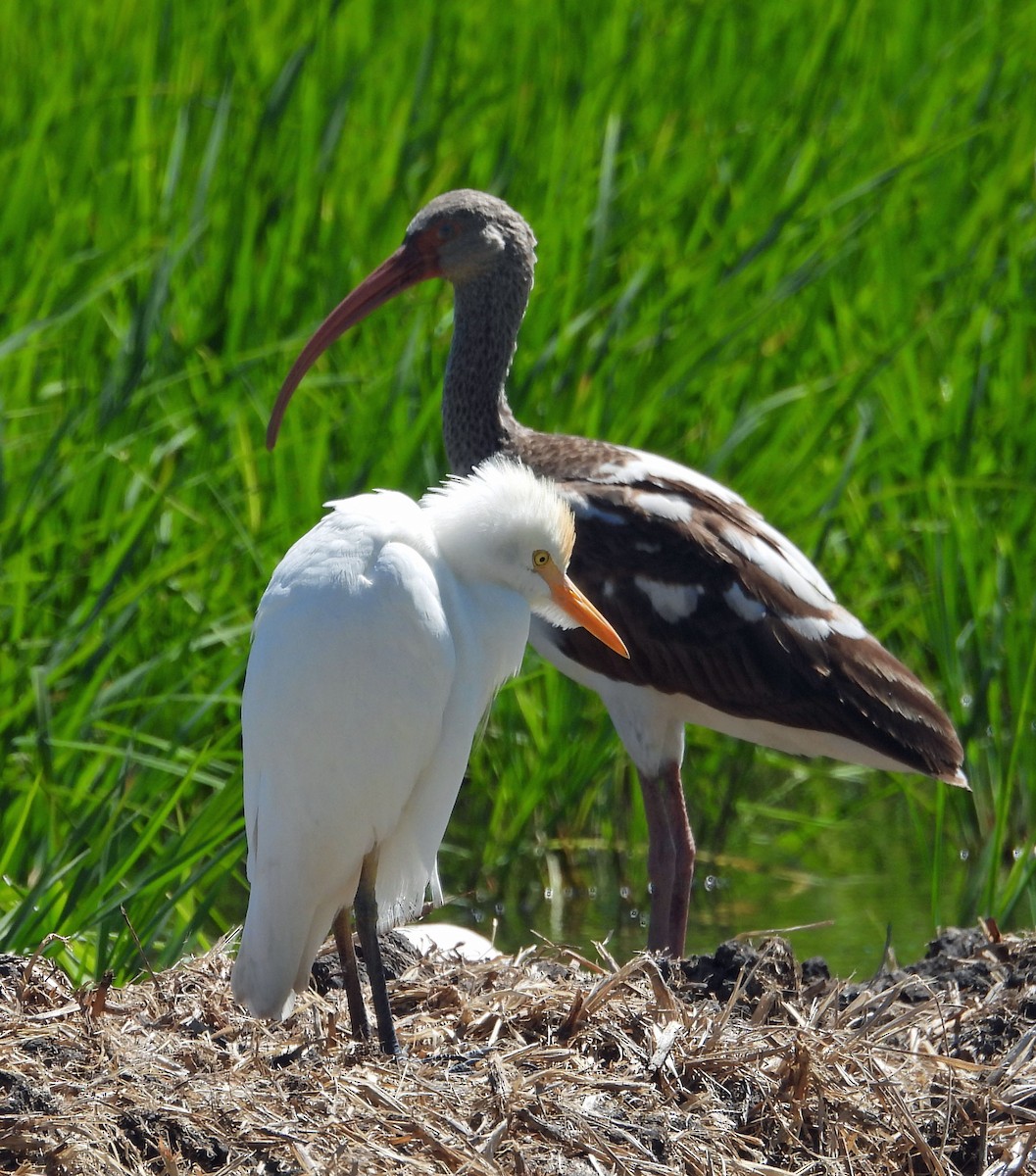 White Ibis - ML411817371