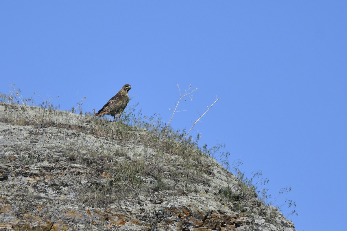 Red-tailed Hawk (calurus/alascensis) - ML411817921