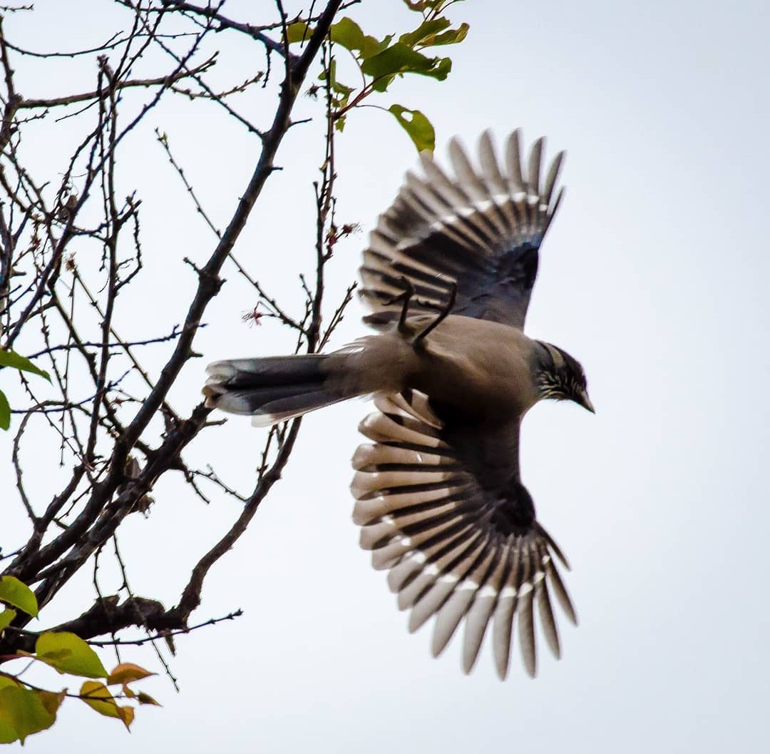 Black-headed Jay - ML411818751