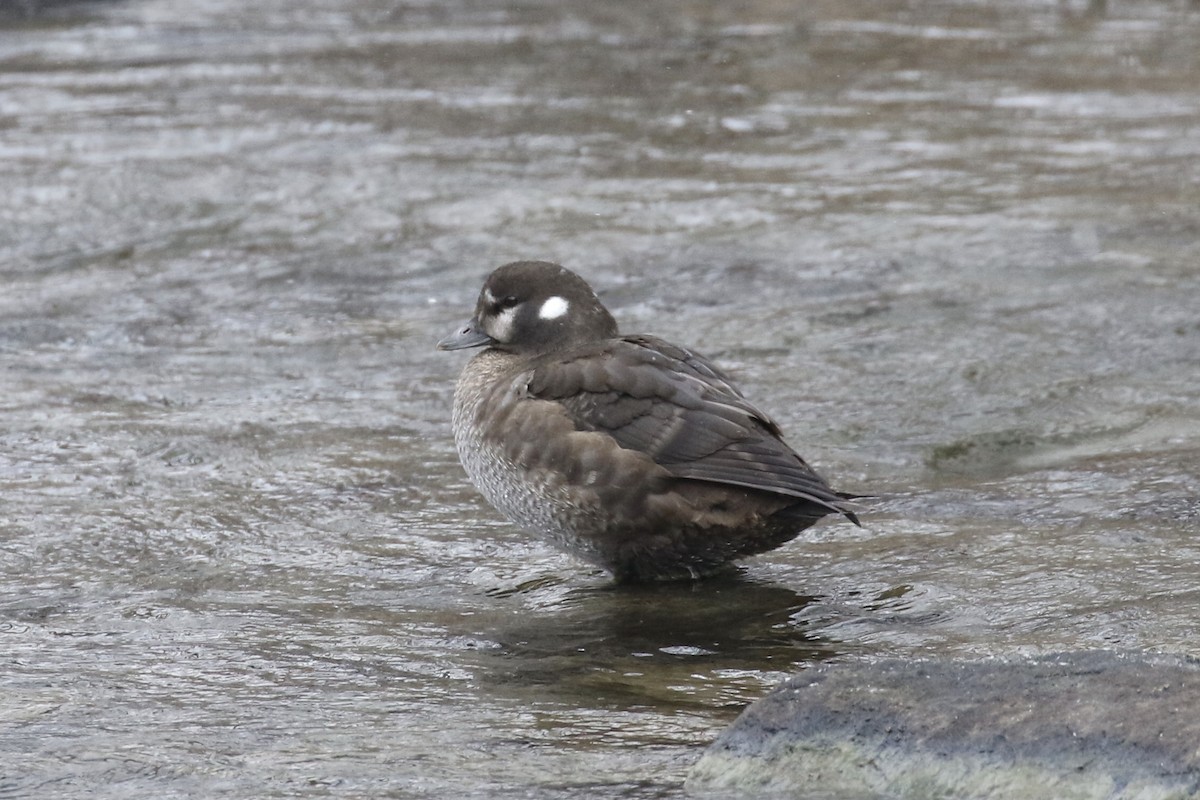 Harlequin Duck - ML411820031