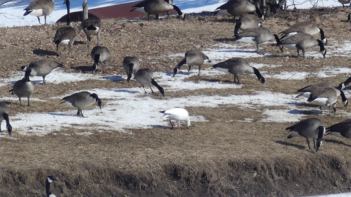 Ross's Goose - ML411820321