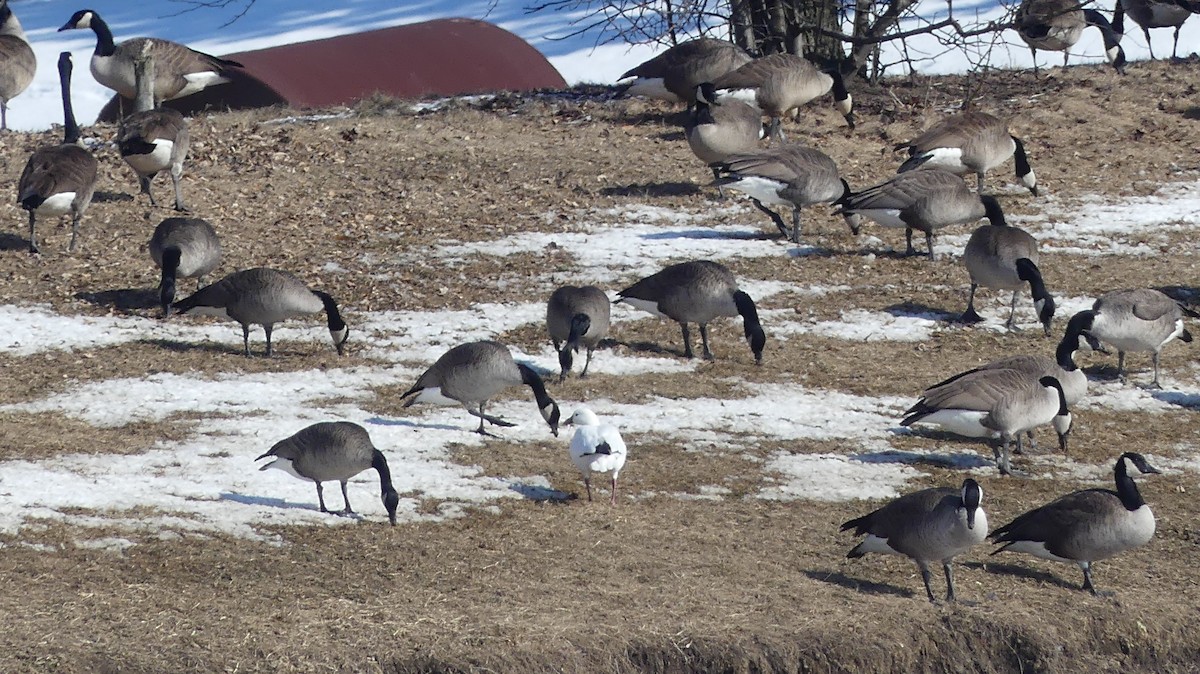 Ross's Goose - Leslie Sours