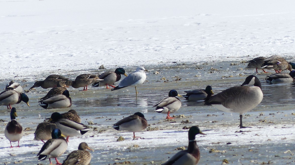 Ring-billed Gull - Leslie Sours