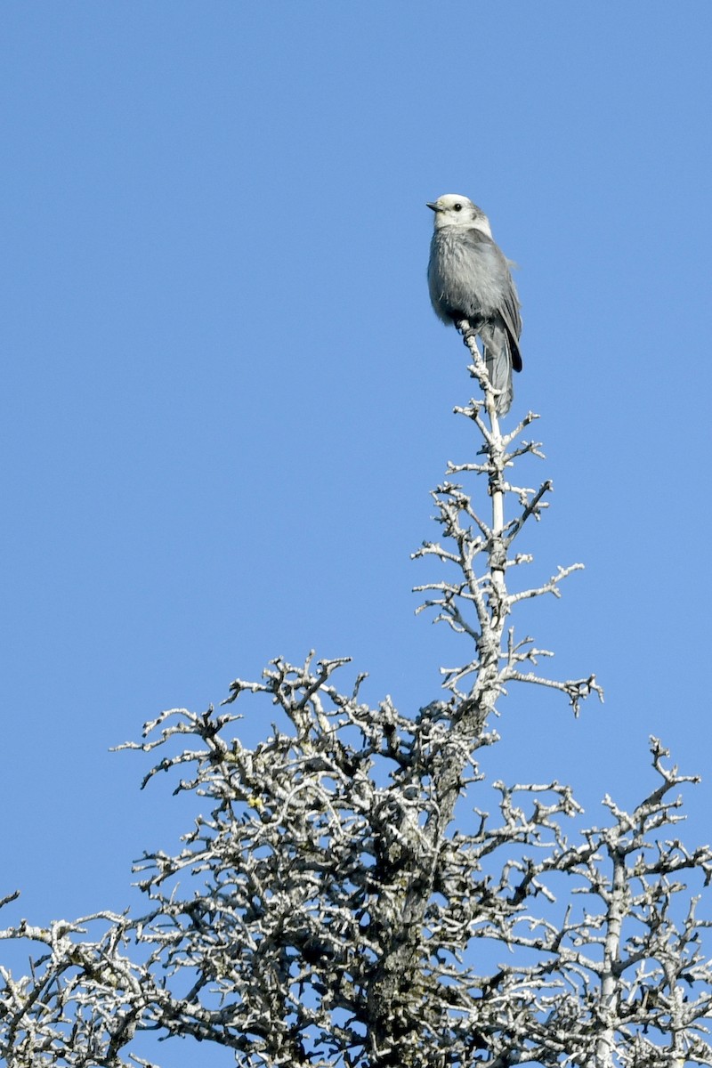 Canada Jay (Rocky Mts.) - ML411821331