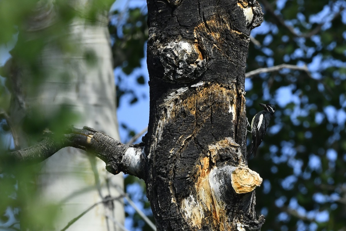 Williamson's Sapsucker - ML411821401