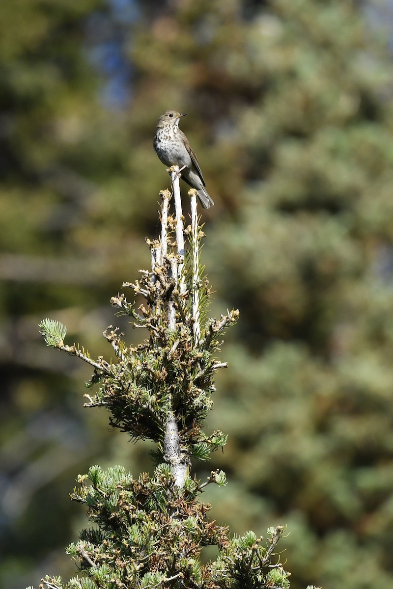 Hermit Thrush - ML411821451