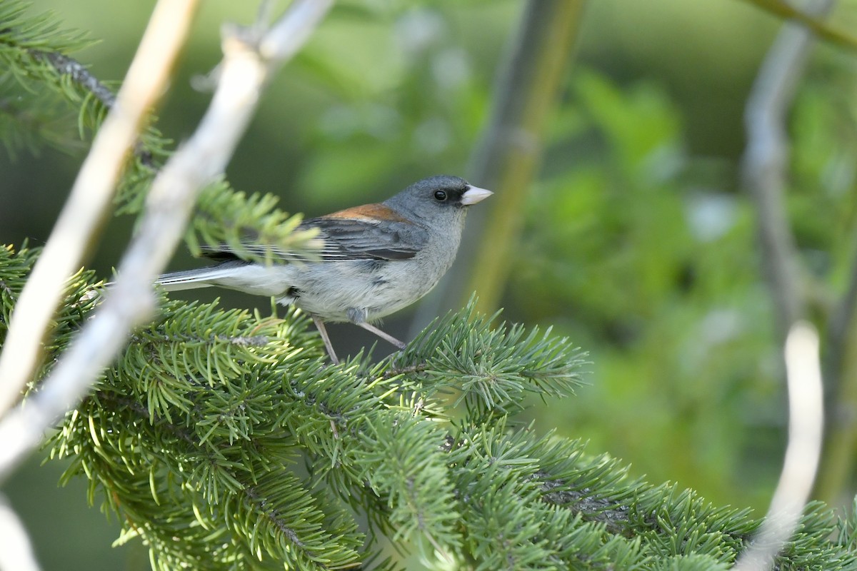 Junco ardoisé (caniceps) - ML411821601