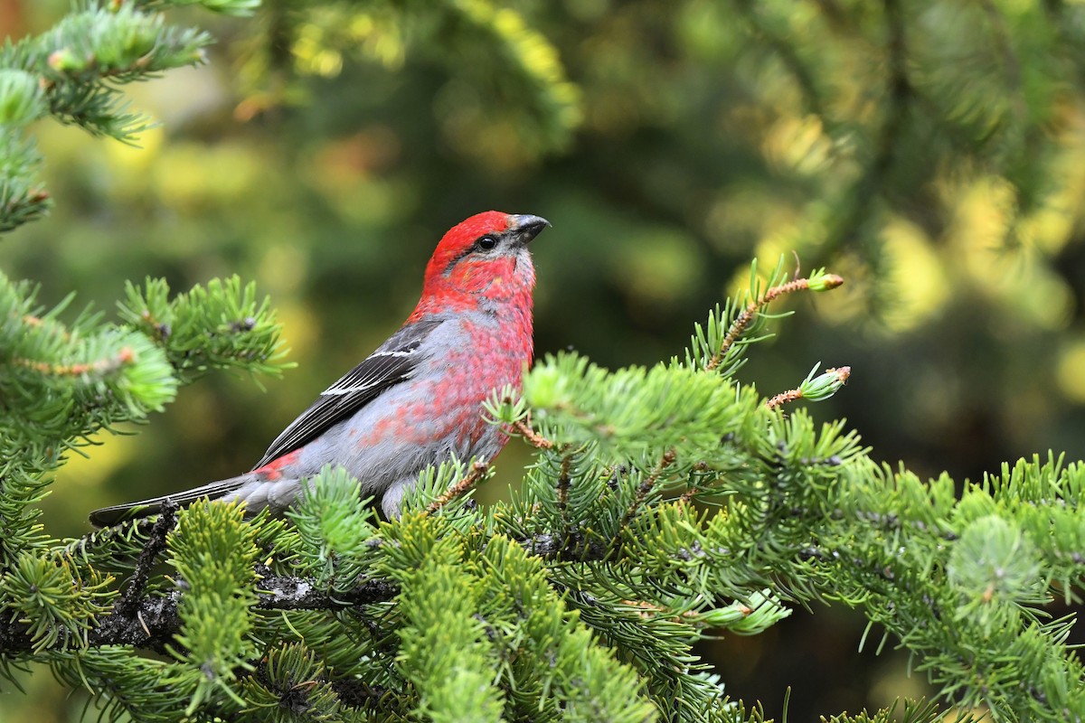 Pine Grosbeak - ML411821801