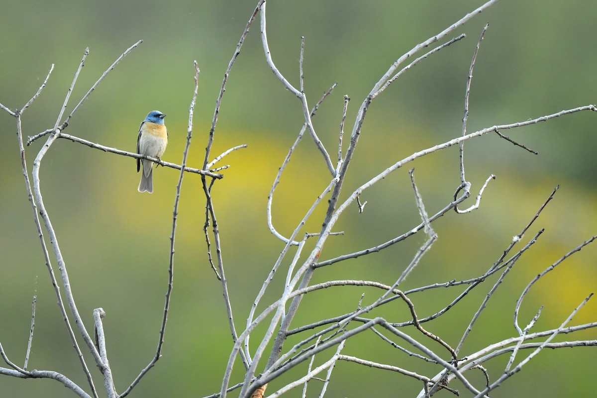 Lazuli Bunting - ML411821891