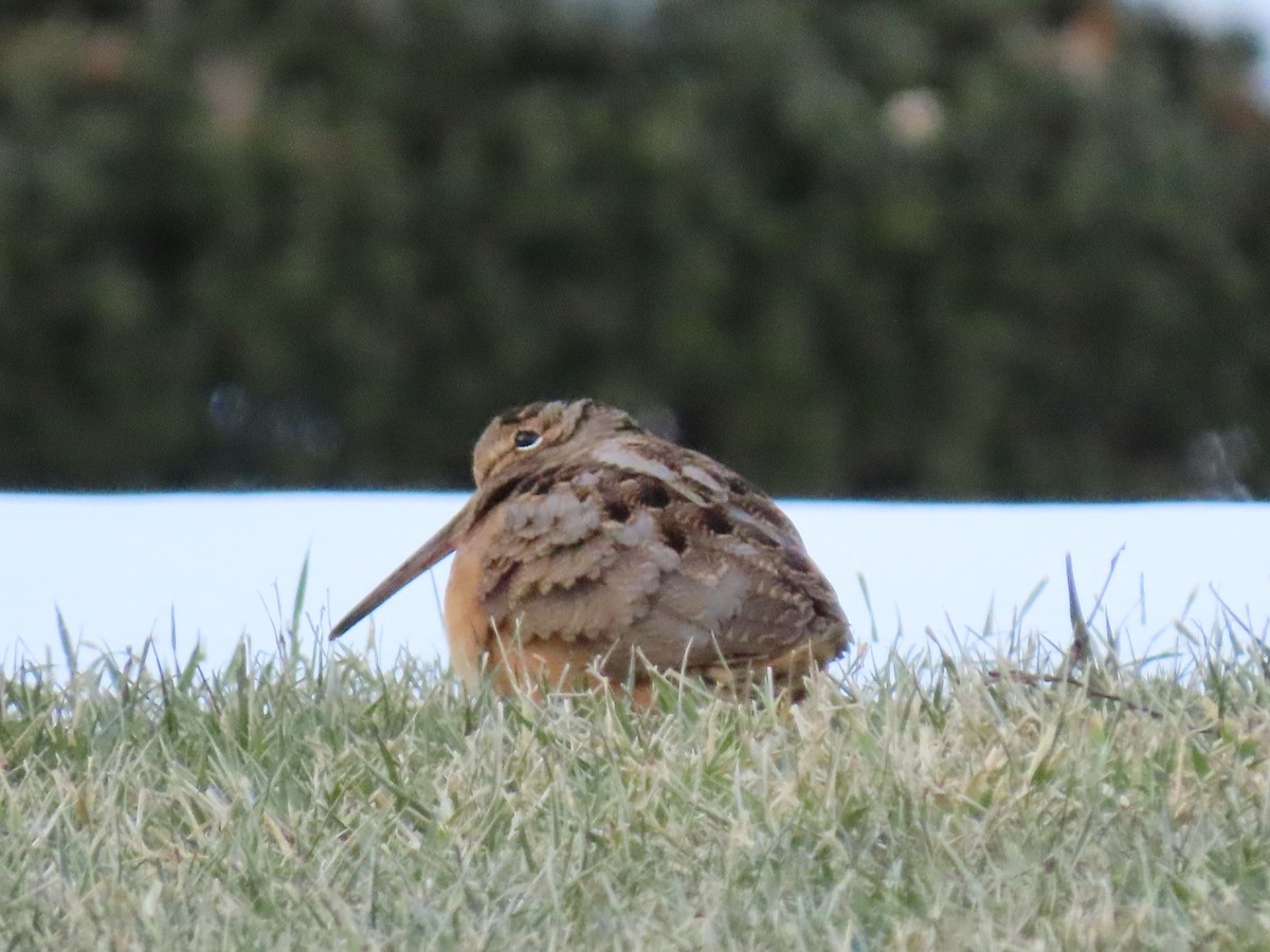 American Woodcock - ML411822021