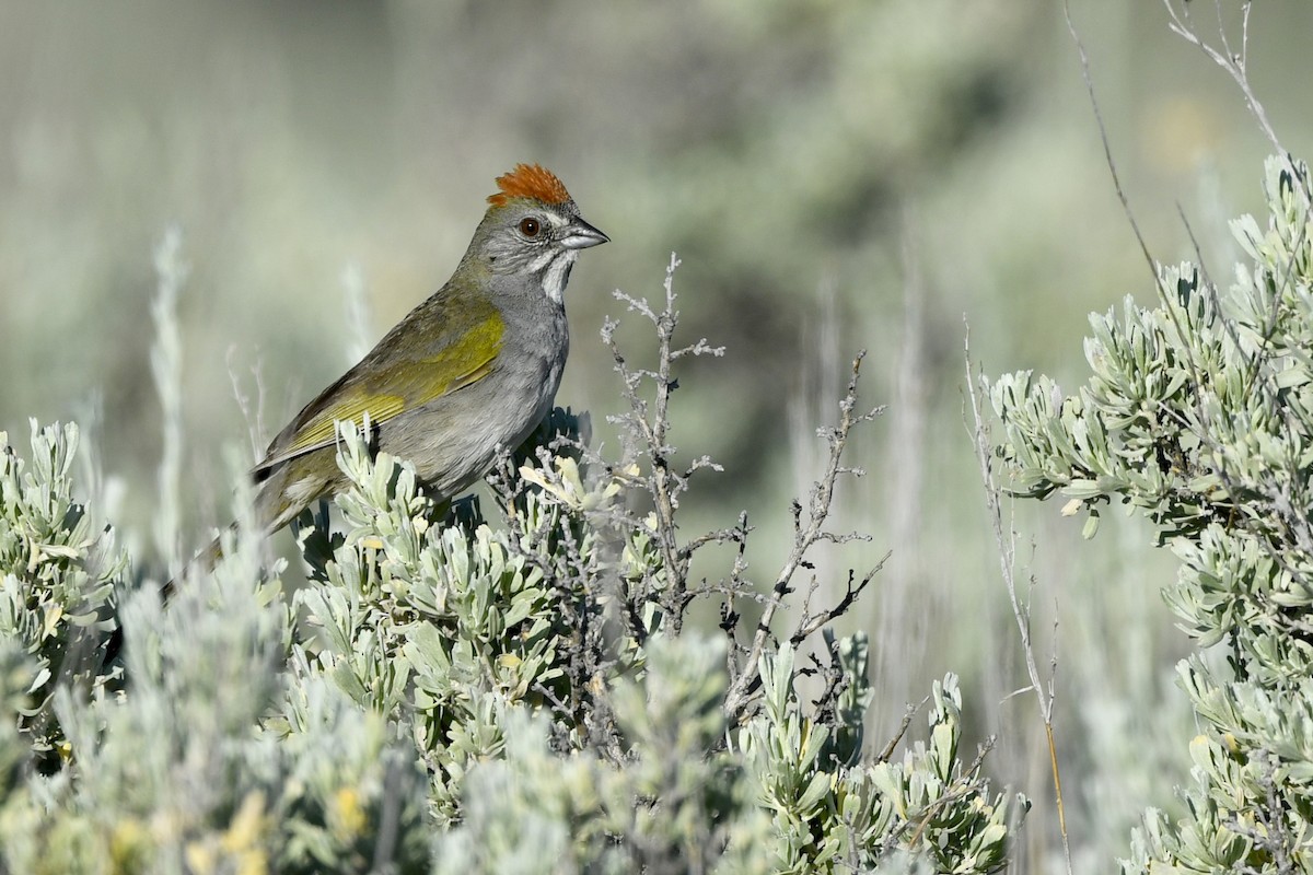 Green-tailed Towhee - Jonathan Irons