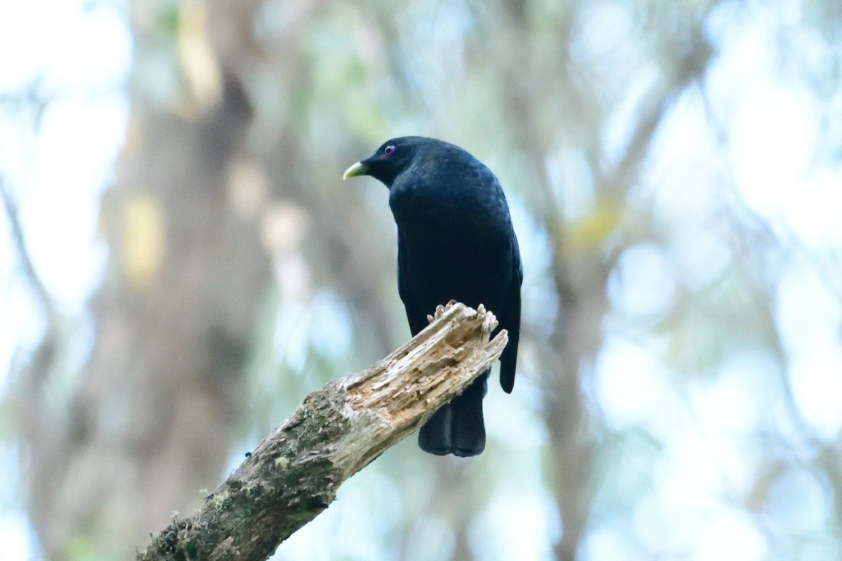 Satin Bowerbird - ML411825261