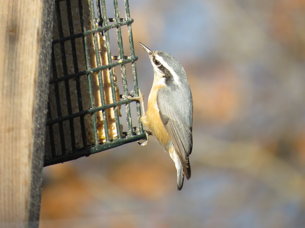 Red-breasted Nuthatch - ML41182541
