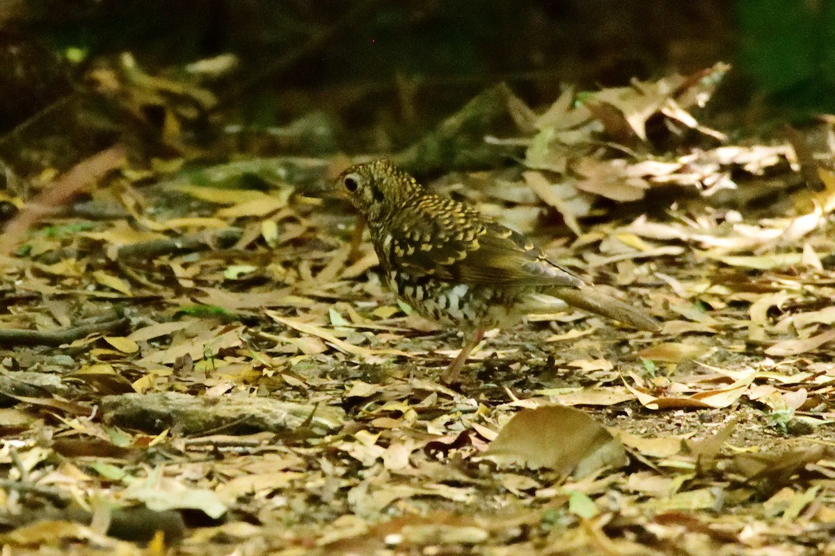 Bassian Thrush - ML411825561