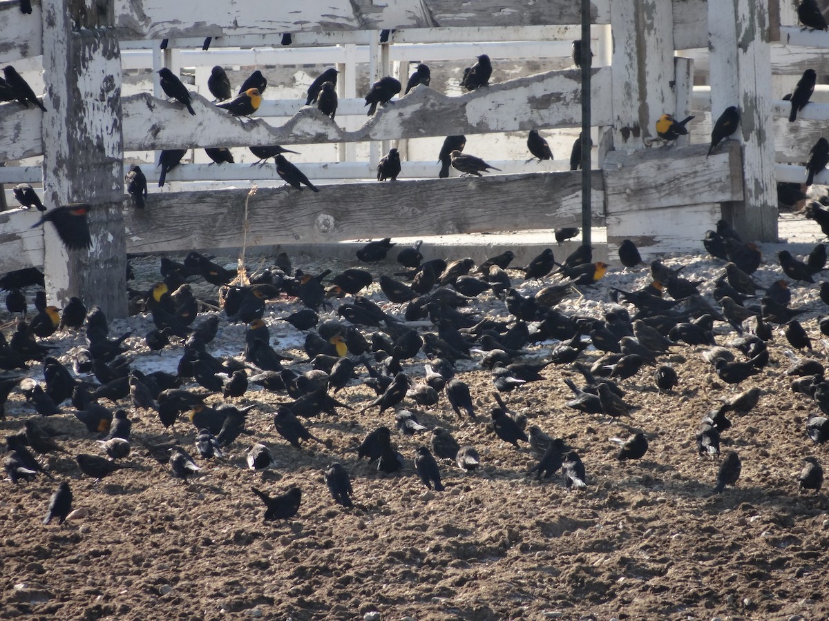 Yellow-headed Blackbird - ML411825601