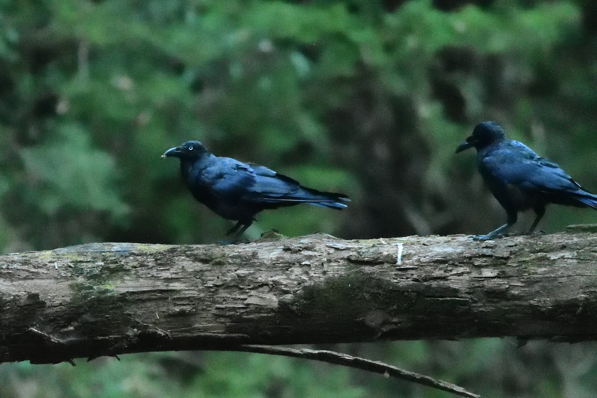 Forest Raven - ML411825621