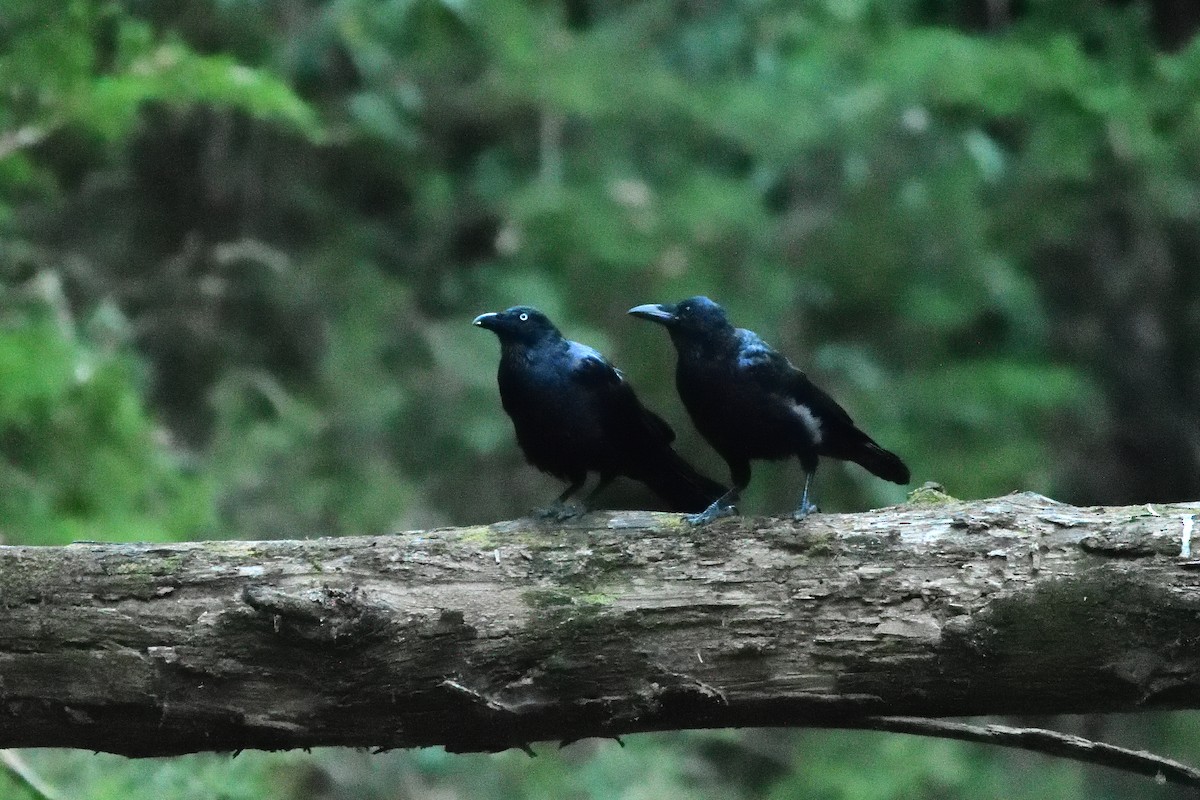Forest Raven - ML411825631