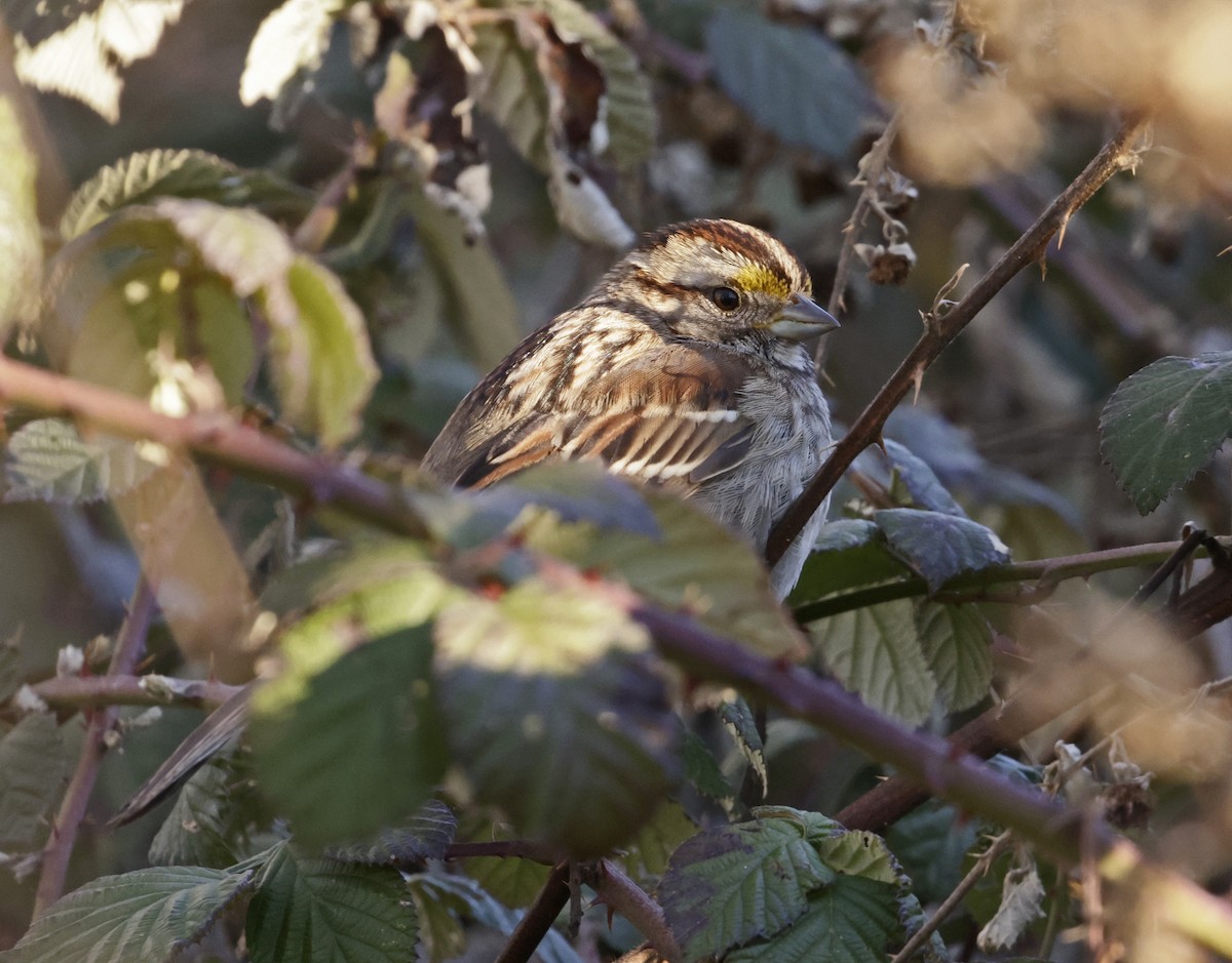 White-throated Sparrow - ML411825961