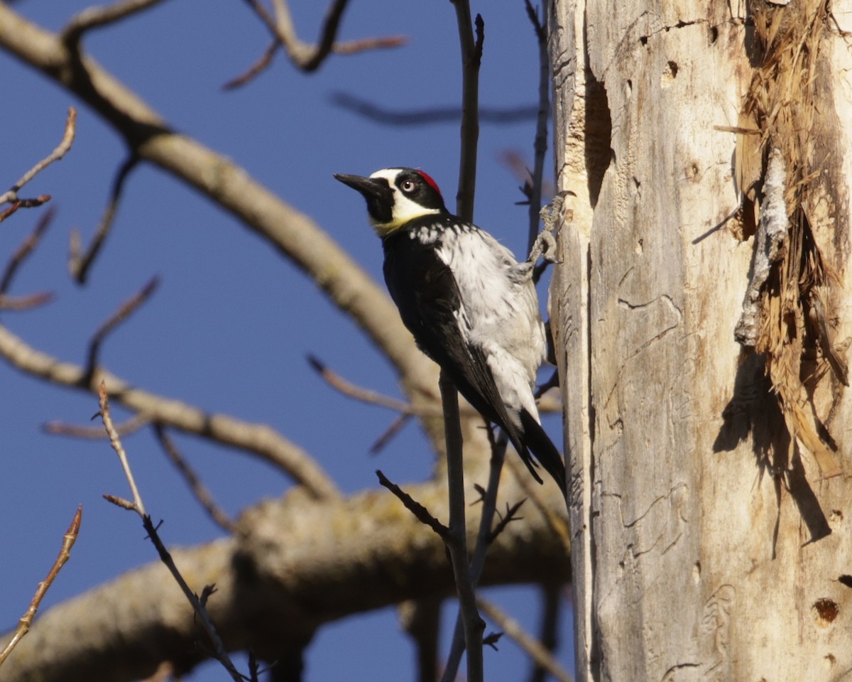 Acorn Woodpecker - ML411826041