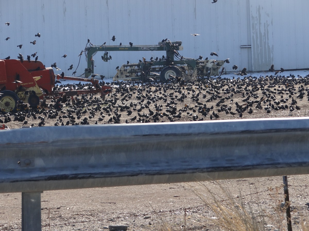 Red-winged Blackbird - ML411826731