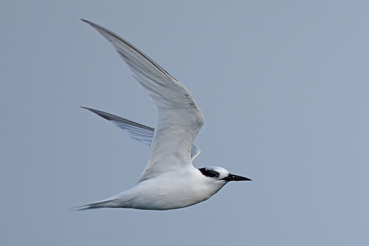 Australian Fairy Tern - Geoffrey Groom