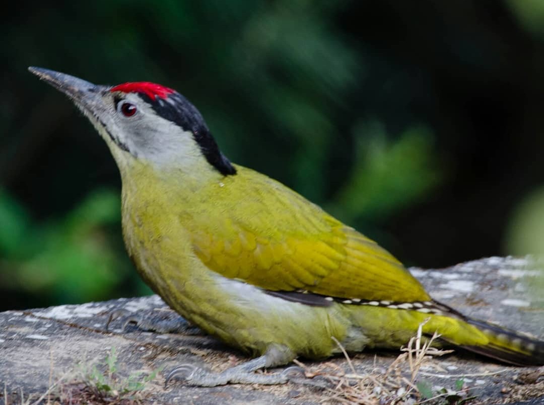 Gray-headed Woodpecker - ML411828451