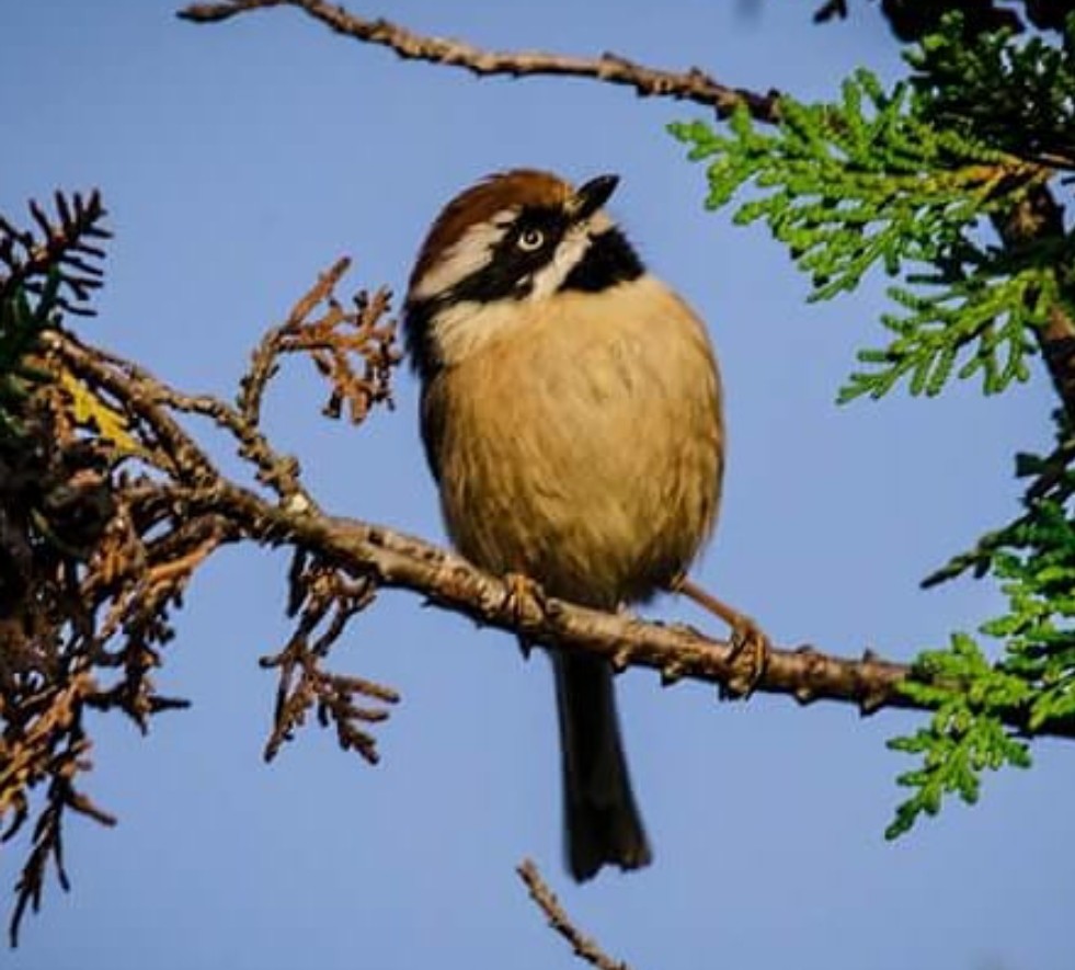 Black-throated Tit - ML411829491