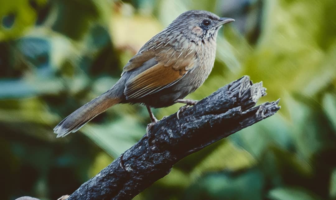 Streaked Laughingthrush - ML411829801