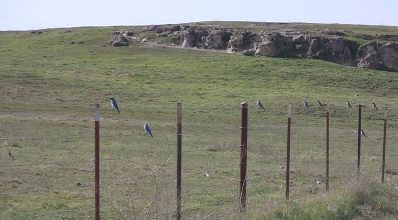 Mountain Bluebird - ML411830951