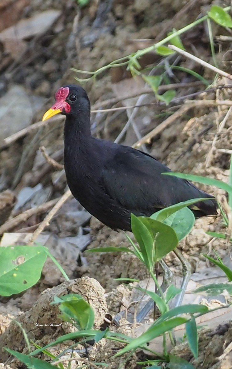 Wattled Jacana - ML411833101