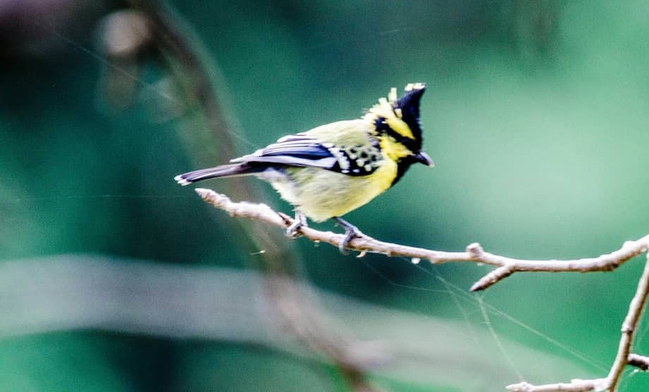 Himalayan Black-lored Tit - ML411833481