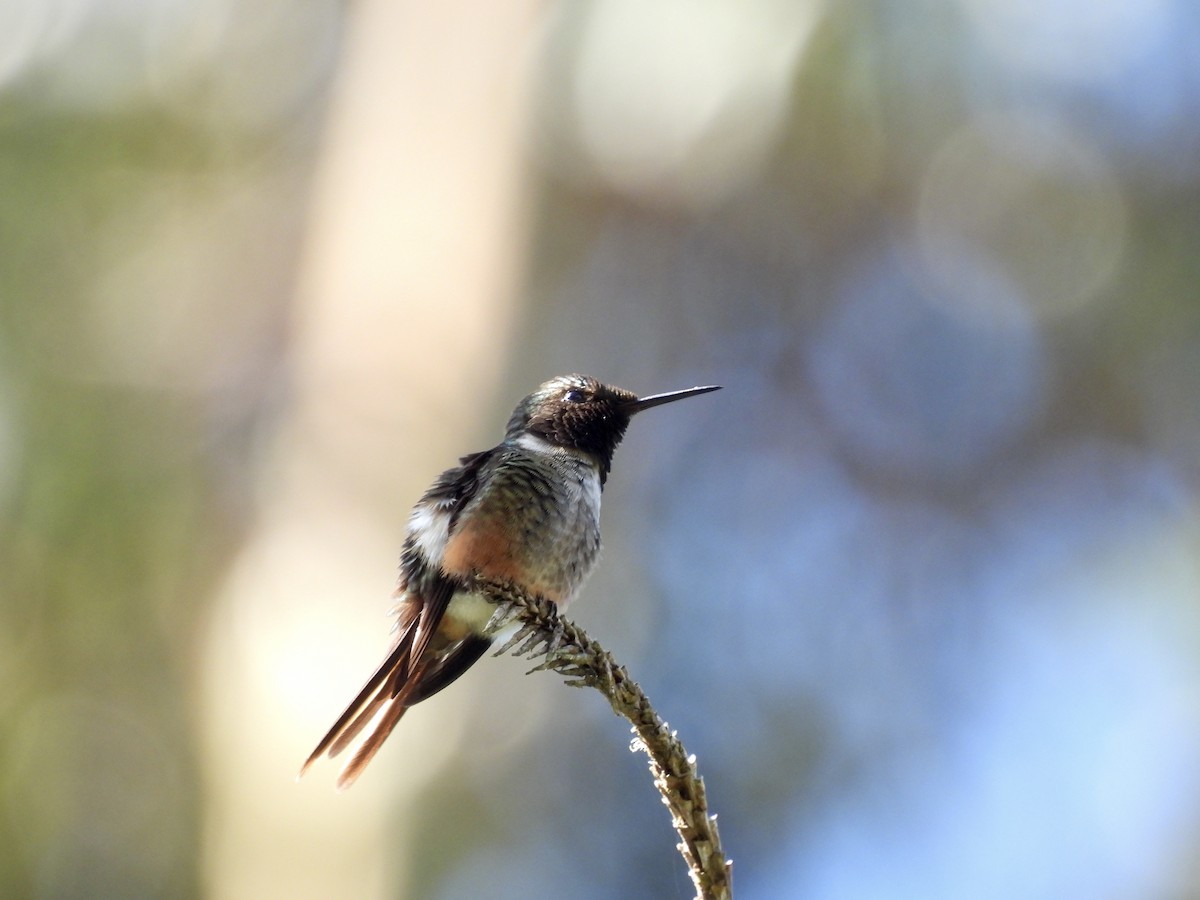 Magenta-throated Woodstar - ML411833701