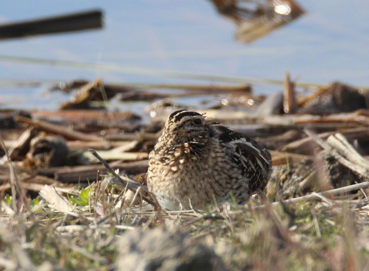 Wilson's Snipe - Julianne Elliott