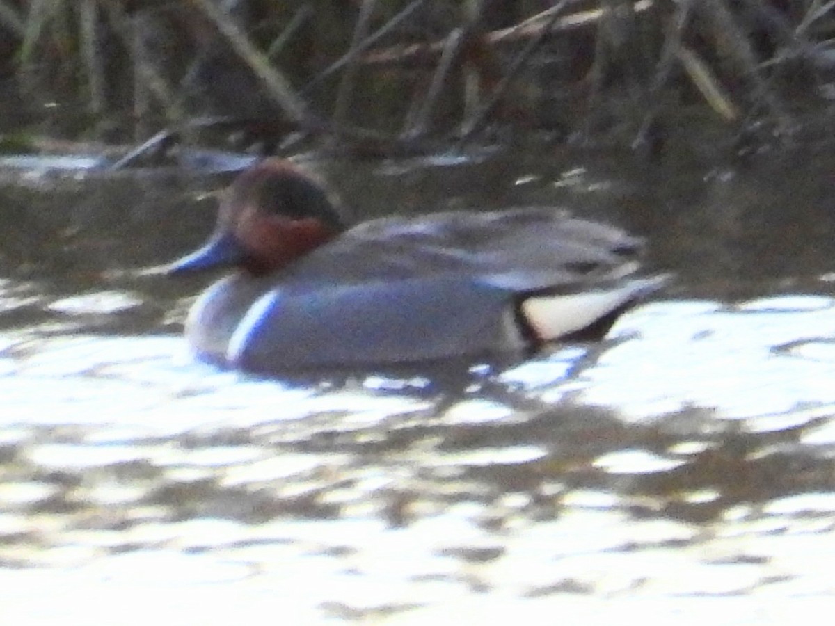 Green-winged Teal - ML411834881