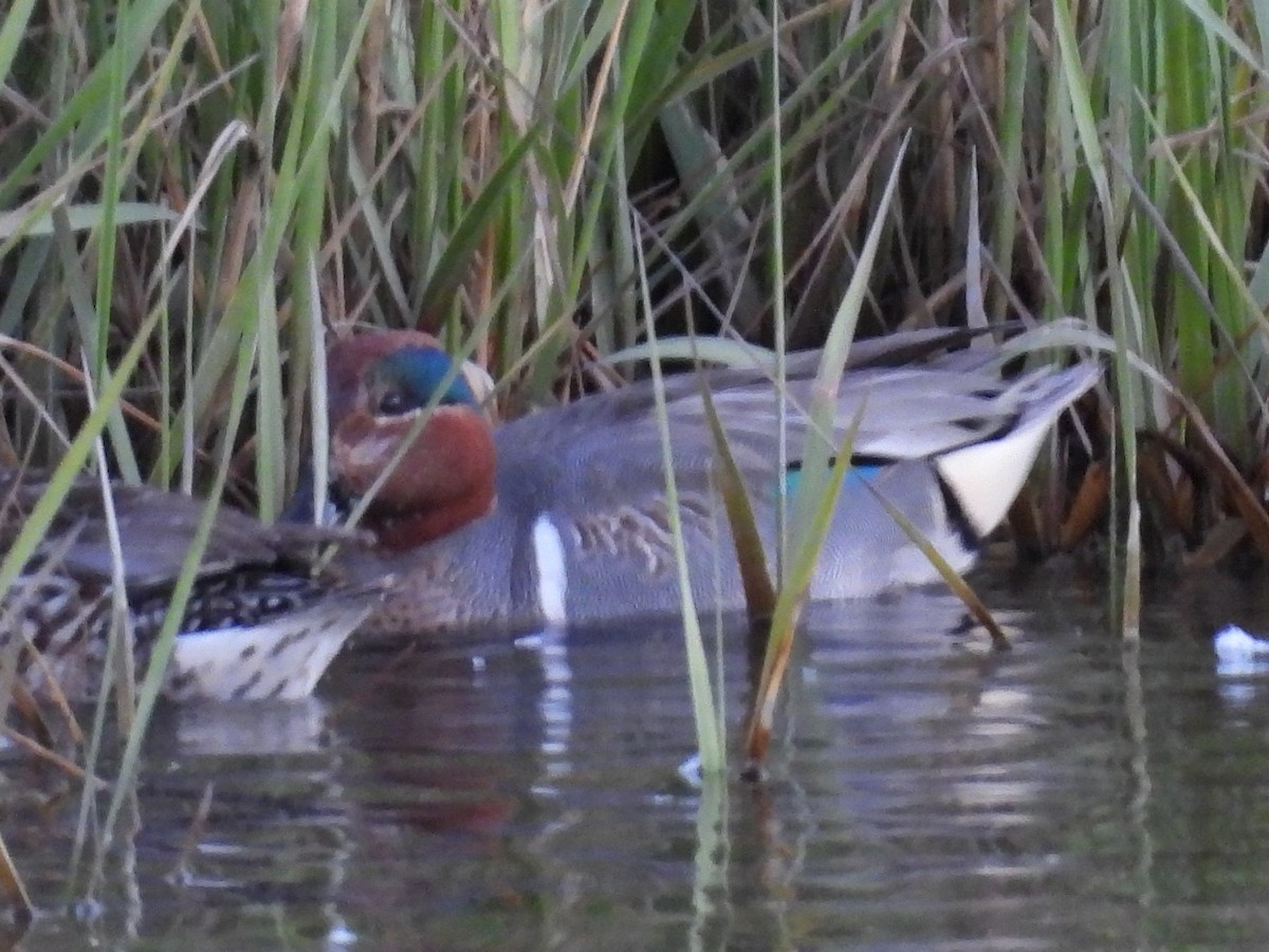 Green-winged Teal - ML411834901