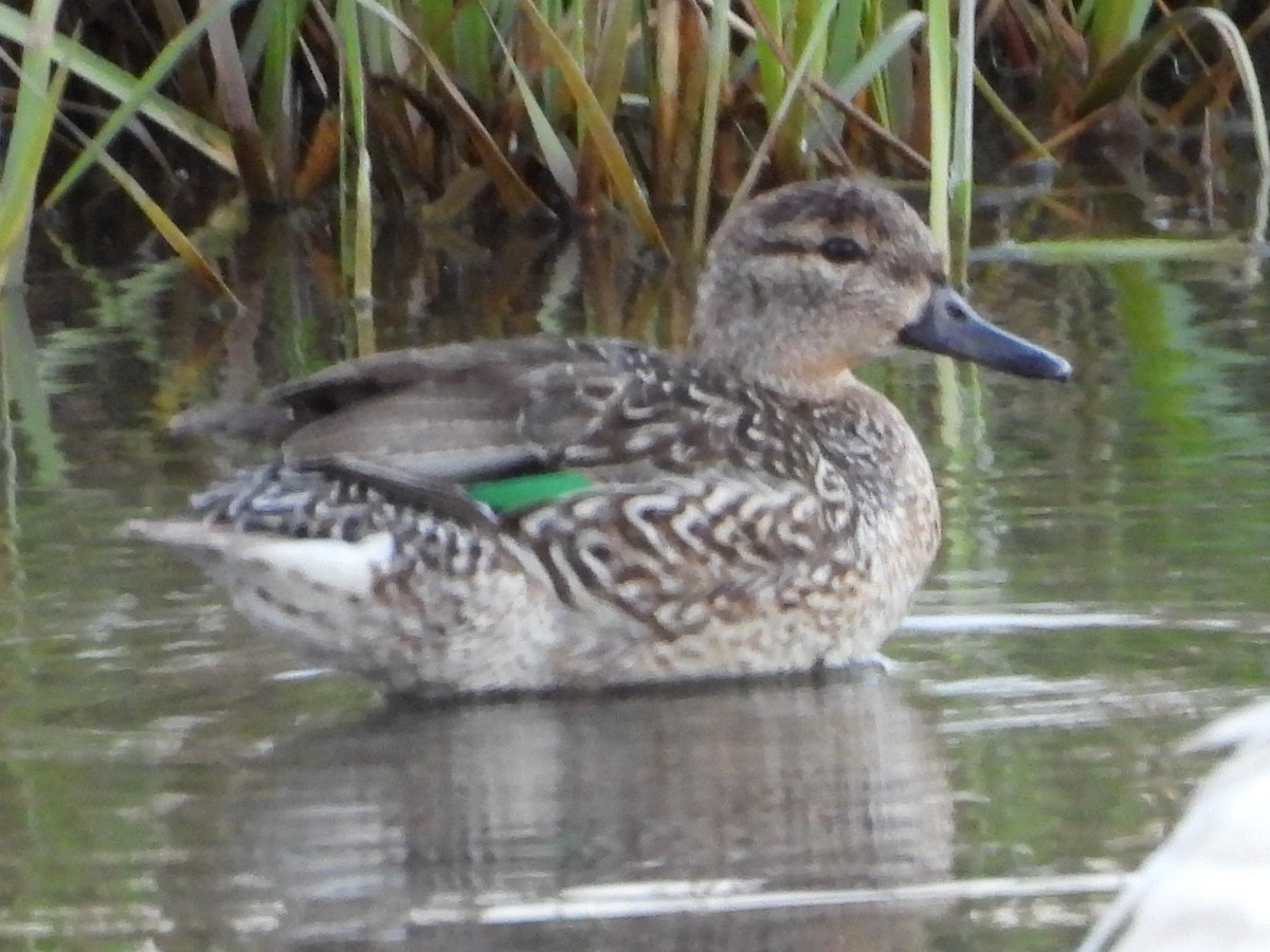 Green-winged Teal - ML411834911