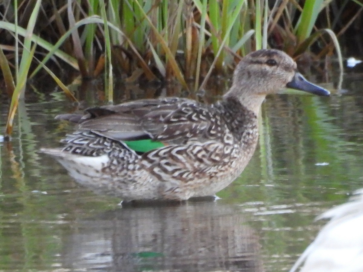 Green-winged Teal - ML411834921