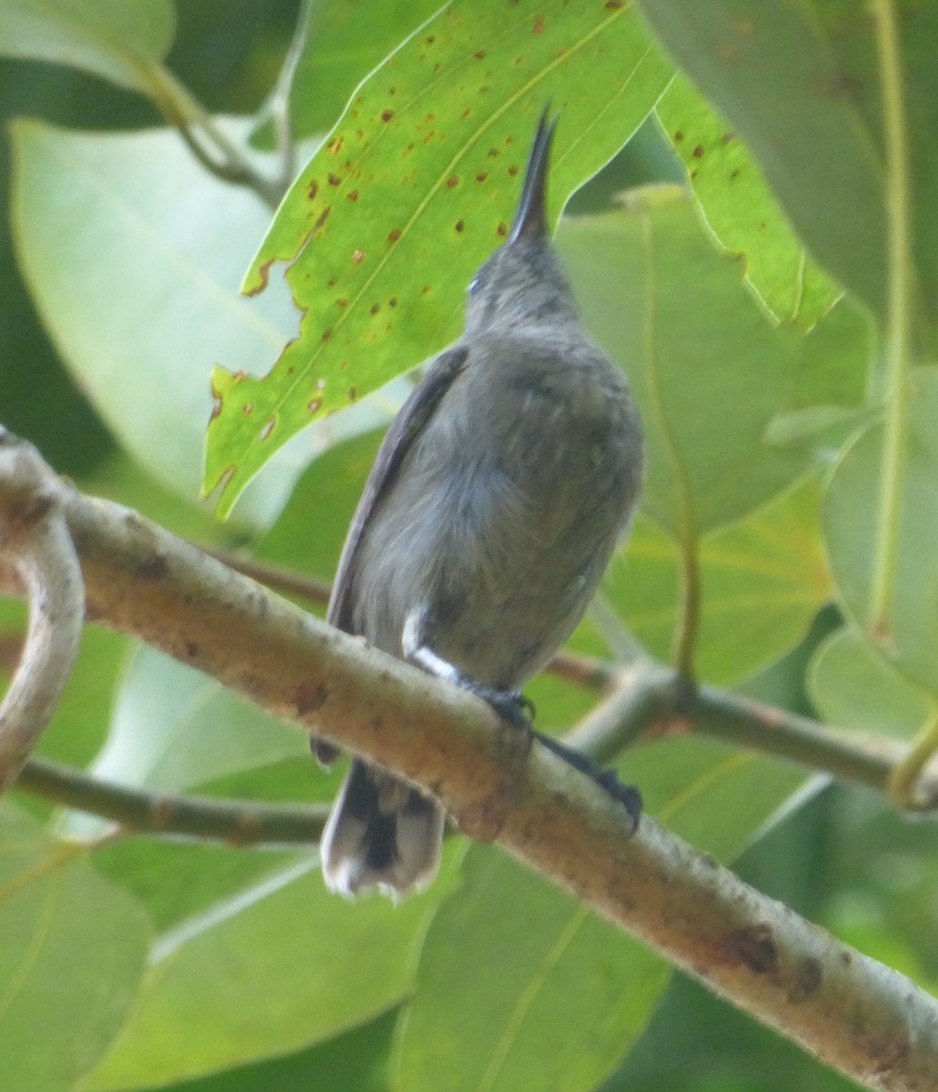 Seychelles Sunbird - Peter  LaBelle