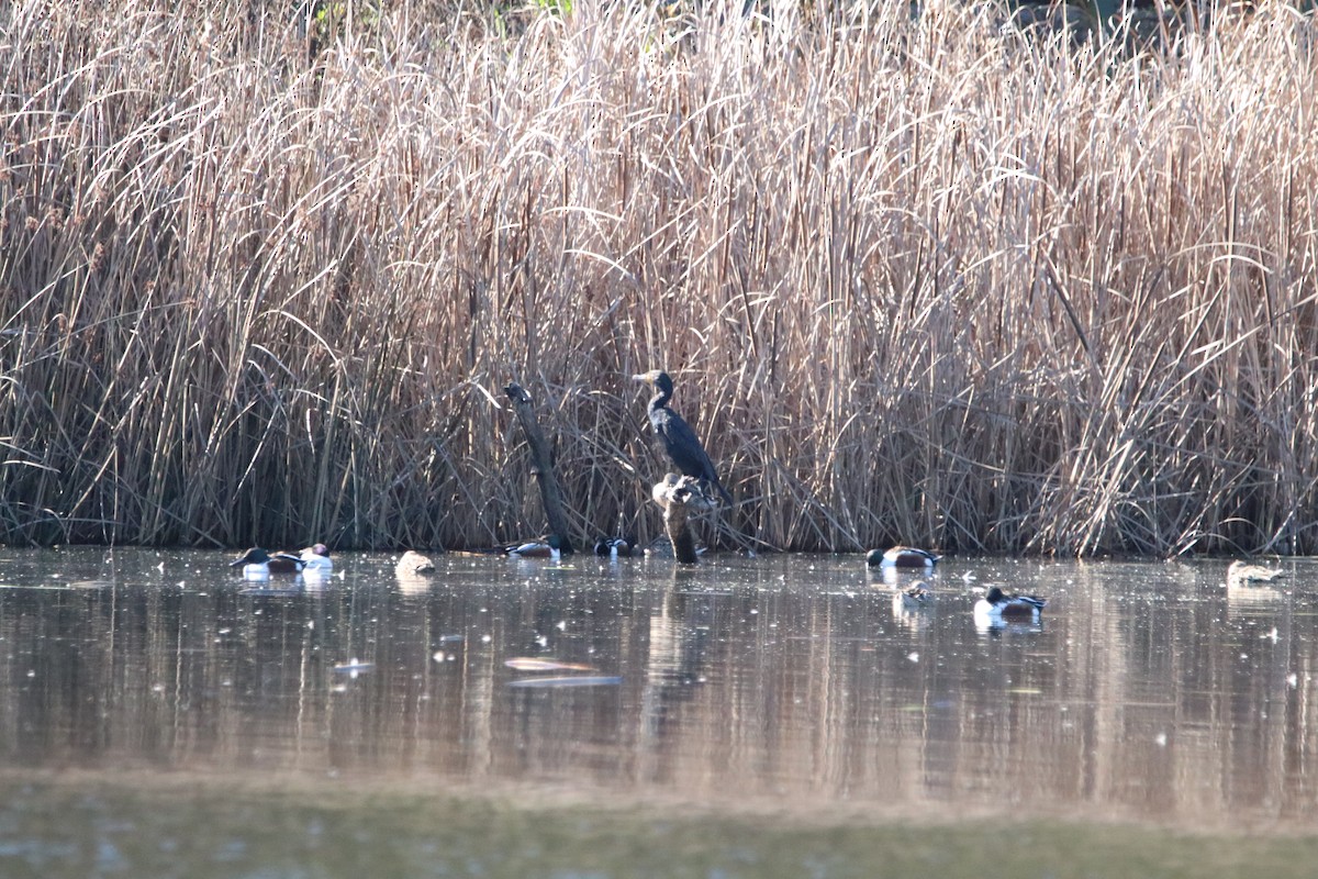 Double-crested Cormorant - ML411839301
