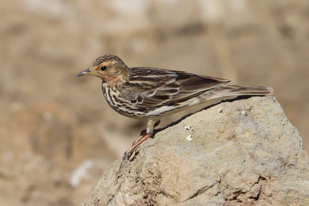 Pipit à gorge rousse - ML411839711