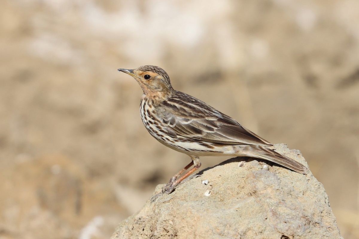 Pipit à gorge rousse - ML411839721