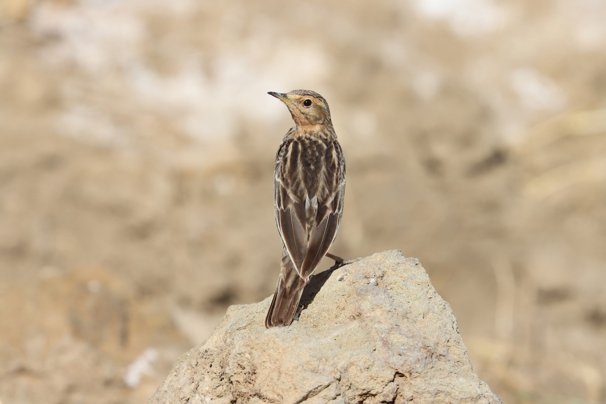 Pipit à gorge rousse - ML411839751