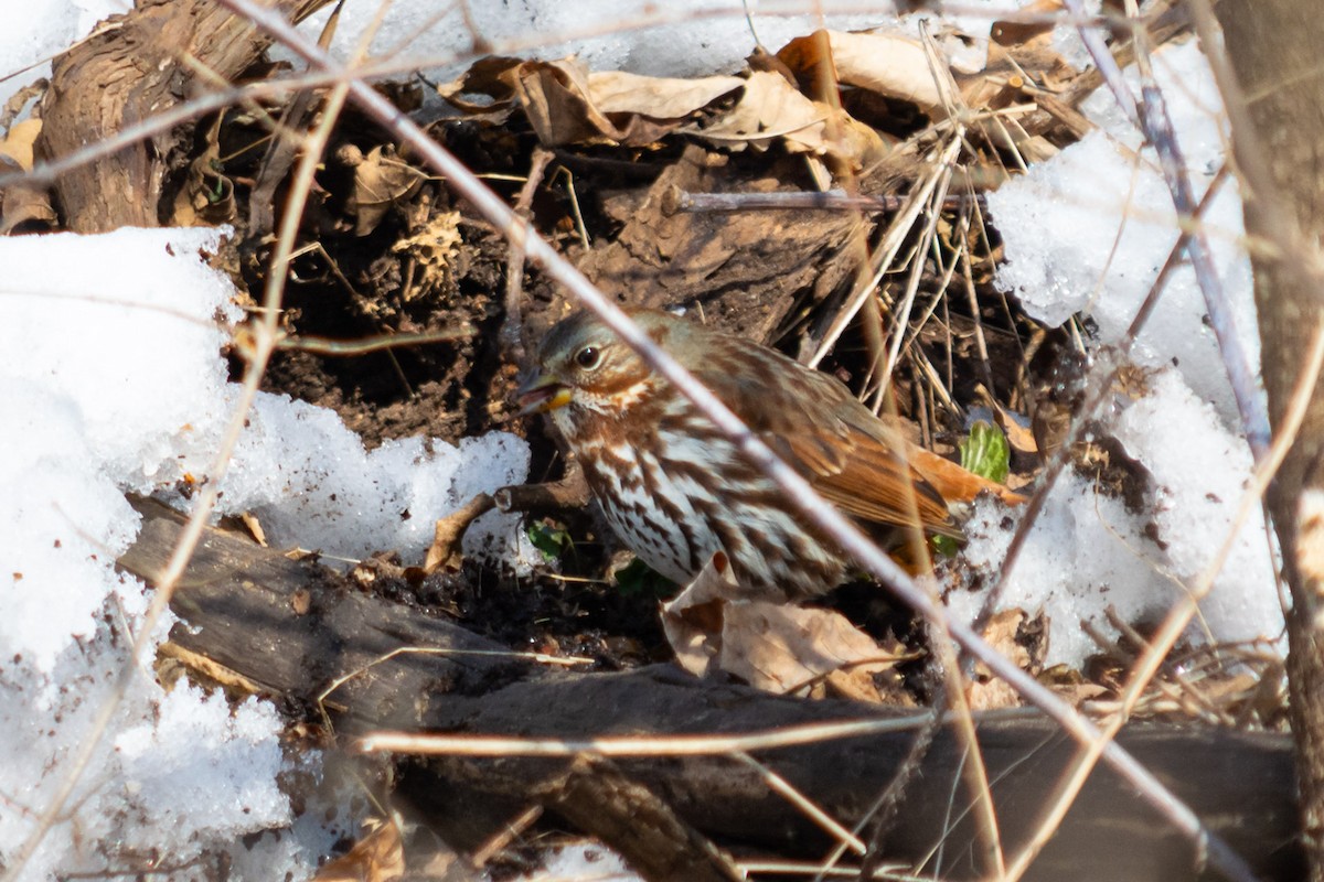 Fox Sparrow - Geoff Olaveson